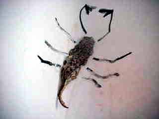 skorpion.jpg (11138 Byte)